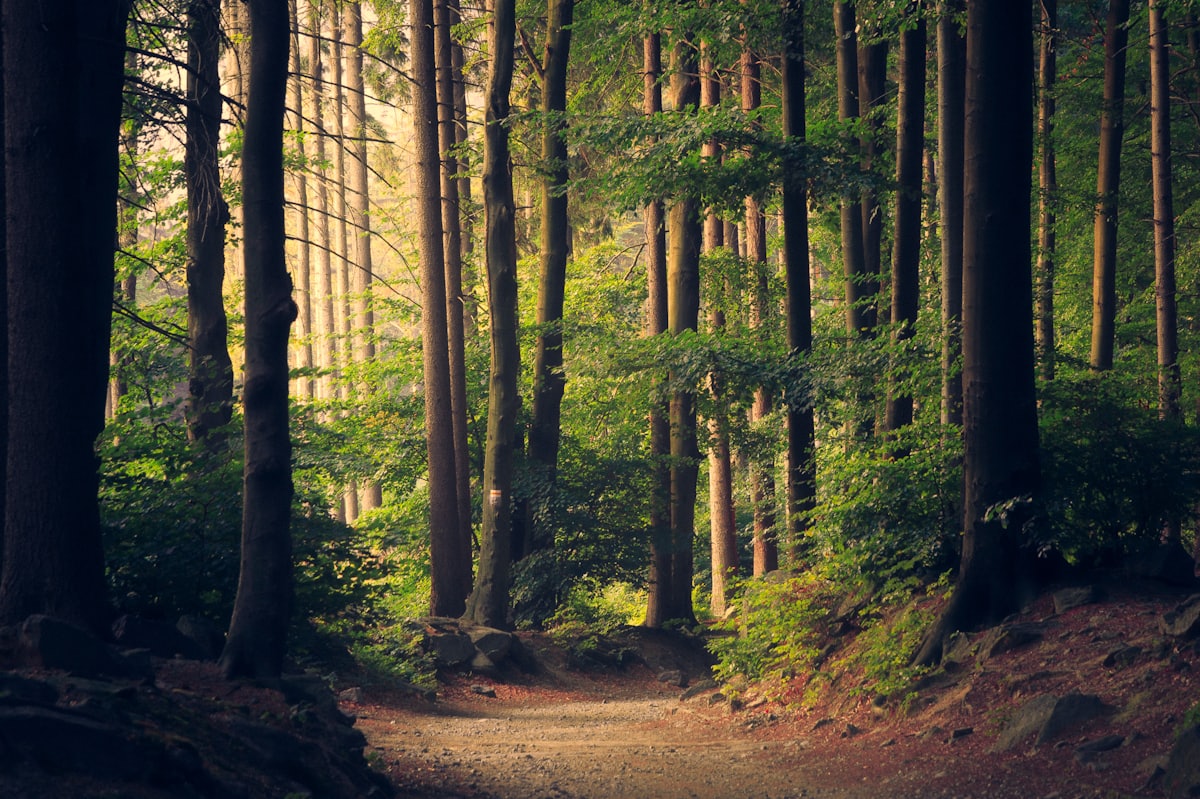 Sleep-themed photo: forest path — a Sleep, Finally guide to morning walk benefits for sleep