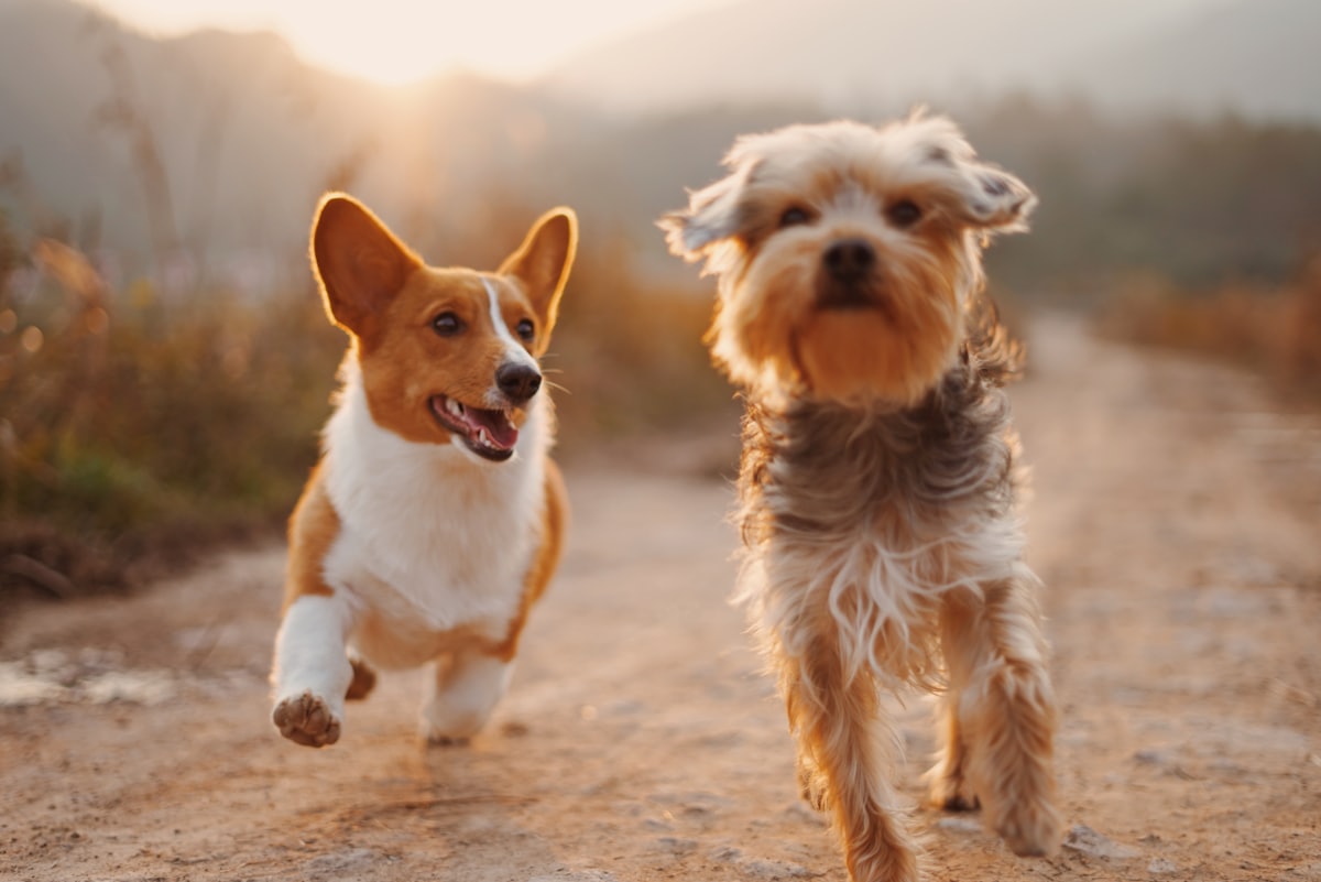 pets - a Sleep, Finally guide to Should Pets Sleep in Your Bed? An Honest Answer