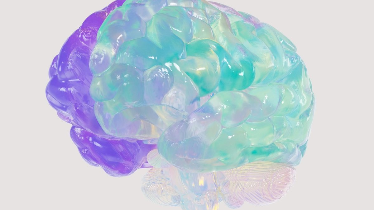 A close up of a plastic model of a human brain. — a Sleep Finally guide to Why Bedtime Is When Your Brain Replays the Day.